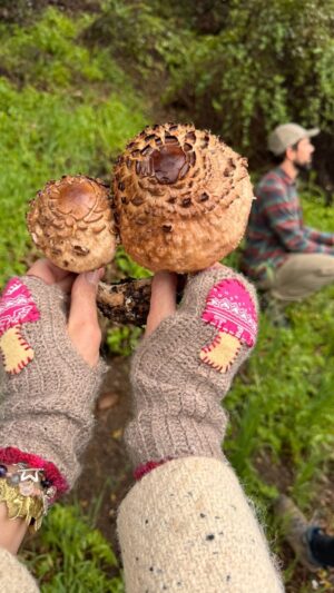 Angela Lindvall Instagram - Such a great time foraging for Mushrooms in #Topanga with @farrandwild @i.love.dream.queen and a beautiful community of local’s. 🍄 
so fascinating to learn about the intelligence of this beautiful fungi! Such incredible, medicinal, benefits, as well as delicious food. Of course, you’ve gotta be careful! Not all of them are edible. 
#foraging #nature #mushrooms #wildfood #fungi #mushroom #forage #mycology #forager #foragedfood #mushroomhunting #wildmushrooms #forest #wildfoodlove #foragingforfood #fungus #wildedibles  #outdoors #hiking  #mushroomhunter #foraged #herbalism