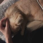 Angela Mei Instagram - もう少しで色々ご報告できることがたくさんあって 早くみんなの反応見たいよ〜 もうちとまっててねっ 準備中👶 #我が物顔で載せてるけどゆめちゃんちの犬 #可愛すぎ #貢ぎたい #すっごい甘えてくる #寝起きから顔舐めてくるこいつ #それはやめて