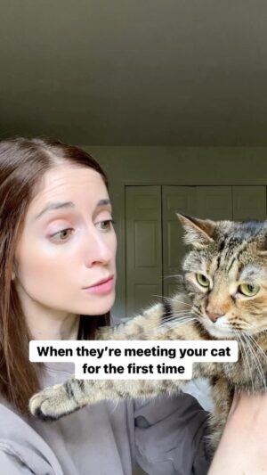 Angela Petruzziello Instagram - …you can go back to being a jerk when they leave. 
#comedy #skit #cats