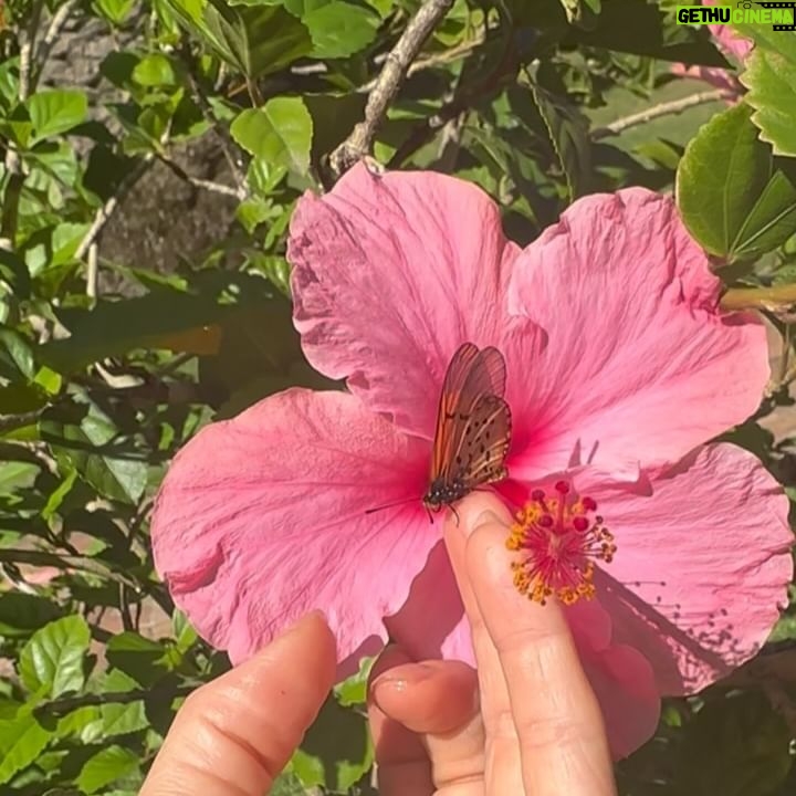 Angela Sarafyan Instagram - 🦋🌸🐒🐝🐧🦆🌼 She flew to the ground … it was too hot! I picked her up, she didn’t want to leave! At last, we found the shade! “It’s a good day to have a good day!”