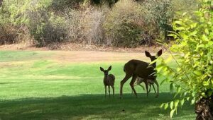 Angela Sarafyan Instagram - L O V E 🌱🦌