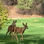 Angela Sarafyan Instagram - L O V E 🌱🦌