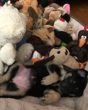 Angela Sarafyan Instagram - Baby Bear 🐾