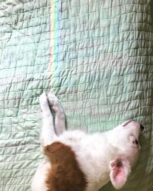 Angie Rae Instagram - I have so many photos of beautiful things over the last handful of years that haven’t been shared. 
Here’s a little Tilly mixtape. 👯‍♀️💞

#matildainthemovies #rescuedog #luckdragon #puppyangel