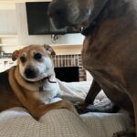 Angie Harmon Instagram - This Easter weekend a man delivering groceries for #Instacart shot & killed our precious Oliver. He got out of his car, delivered the food & THEN shot our dog. Our ring camera was charging in the house, which he saw & then knew he wasn’t being recorded. The police let him go b/c he claimed “self defense”. He did not have a scratch or bite on him nor were his pants torn. He was shopping under a woman’s identity named Merle… the pic is on my story. He shot our dog with my daughters & myself at home & just kept saying, “yeah, I shot your dog. Yeah I did.” We are completely traumatized & beyond devastated at the loss of our beloved boy & family member. #RIP OLLIE 🐶🐾🕊️🌈