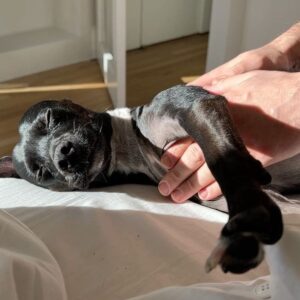 Anna Baryshnikov Instagram - assorted food and dog