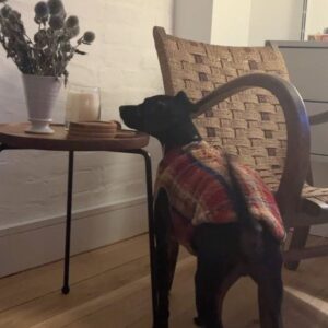 Anna Baryshnikov Instagram - assorted food and dog