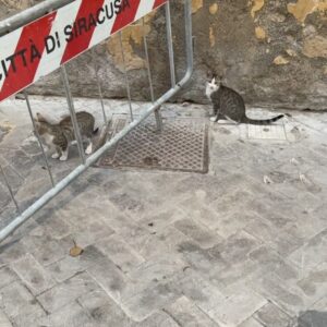 Anna Baryshnikov Instagram - some embarrassing Italy coverage, eat ur heart out