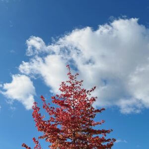 Anna Ishibashi Instagram - 紅葉

こんにちは ほぼほぼ毎日車に乗る機会があるので最近は紅葉に癒されてます 美しいですね 写真だと伝わらないかもしれないんですけど この紅葉があまりにも美しくて いったん通り過ぎたんですけどまたもどって車から降りて撮りました笑 眼福です🍁

#紅葉