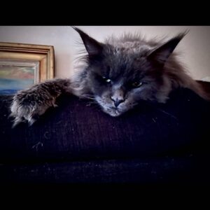 Anna Mannheimer Instagram - Woop Woop!
Nytt avsnitt av Fejden i P4.
@fejdenip4
Men det skiter  förstås Svante-Kåre totalt i #mainecoonkillen
@hectorapa @karin_janson @annaspolander