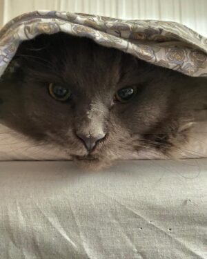 Anna Mannheimer Instagram - Sällskapskatten ställer ändå upp när
mattemor håller på att omikråma sig.
Vi ligger till sängs idag. 
Svante-Kåre och jag
#mainecoonkillen #dåvardetcovidigen