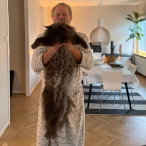 Anna Mannheimer Instagram - När nåt händer på gatan hjälper husse @skinntrumpeter gärna till så att nyfikne Svante-Kåre får se när grannarna skrapar bilrutan #curladkatt #svantekåresbitch #mainecoonkillen