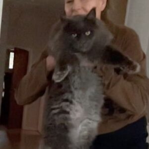 Anna Mannheimer Instagram - Den obligatoriska morgonkramen
#Svante-Kåre #svantekåresbitch 
#mainecoonkillen