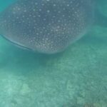 Anna Friel Instagram - Scroll for before and after entering the water! Seriously. One of the best days of our lives so far. We went on a boat trip to swim with the Manta’s and a very rare thing happened… we were greeted by a ginormous whale shark. Nature is glorious and life changing when we become part of its magestic other worldliness. Be brave. Say yes more than you say no and watch the wonders of this magnificent earth, surprise you. Thank you for your guidance @avanimaldives @avani_hotels . Life changing moments. We hope to carry this energy with us throughout our existence. ✨✨✨✨✨❤️