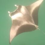 Anna Friel Instagram - Scroll for before and after entering the water! Seriously. One of the best days of our lives so far. We went on a boat trip to swim with the Manta’s and a very rare thing happened… we were greeted by a ginormous whale shark. Nature is glorious and life changing when we become part of its magestic other worldliness. Be brave. Say yes more than you say no and watch the wonders of this magnificent earth, surprise you. Thank you for your guidance @avanimaldives @avani_hotels . Life changing moments. We hope to carry this energy with us throughout our existence. ✨✨✨✨✨❤️