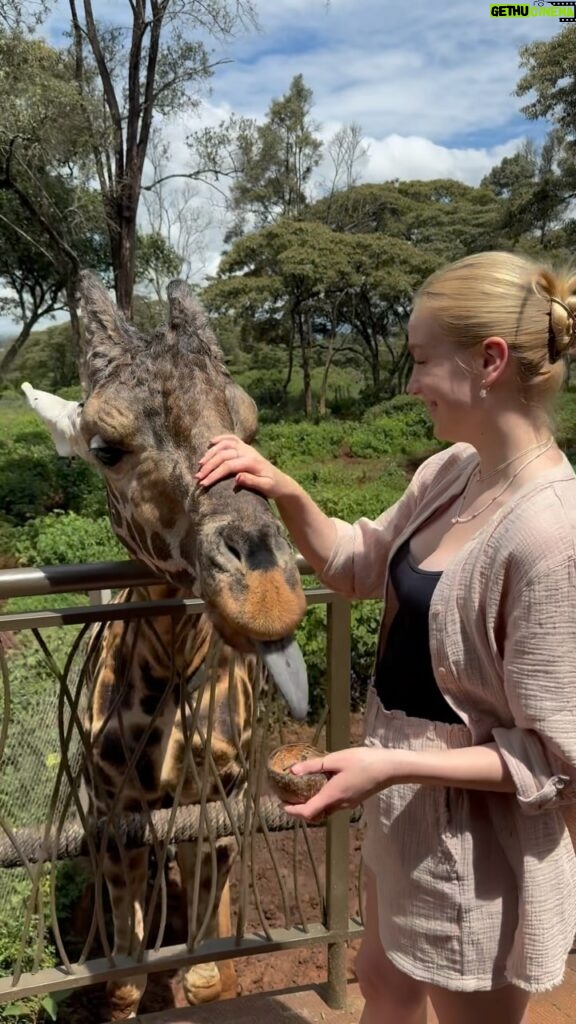 Anna Kadeřávková Instagram - Úžasný zážitek z Keni. 🦒 Žiraf je tu několik a pro papání nebo pohlazení si přijde ta, která má zrovna chuť. 😊 Kochat se můžete i prasátkama, který se v bahně rochní žirafám u nohou. Vstup stojí v přepočtu asi 300 Kč a s námi tam bylo jen pár lidí. Většinu času jsme krmili sami, jako na videu. 😍 📍 @giraffecentre_ Nairobi, Keňa