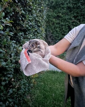Annabel Crabb Instagram - This is Bunnings, an adult ringtail being released by @wireswildliferescue volunteer Cara (a lovely neighbour) into our backyard which happens to have a generous supply of lilli pillies (aka Possum Catnip). Unlike many of the rescues, Bunnings was not injured or orphaned … he was just caught red-handed in the nursery section of the shop from which he takes his name, and was eating into the profits hence the call for relocation. They do an amazing job these volunteers… some of the rescues are sadder and harder and there’s not always a happy ending but the fact that there is a whole network caring for these fellow creatures is lovely to know. Or collecting swamp mahogany and lemon Myrtle for Cara’s charges and dropping these tasty items in the basket on her doorstep. Welcome@to our hood, Bunnings! You’ll find that lower prices really are just the beginning… 😂