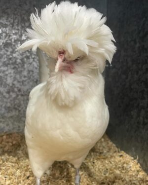 Annabel Crabb Instagram - Some absolute BELTERS in the chicken department at @sydneyroyal_eastershow today. A thorough pleasure to review, including some truly EXCELLENT breeder names. Shoutout to Beverley Bird and Akers Flock. And for my son who has been chased by ducks in parks a number of times, the duck breeder Chase Parkes was especially apposite. Congratulations to all category winners.