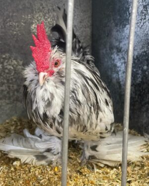 Annabel Crabb Instagram - Some absolute BELTERS in the chicken department at @sydneyroyal_eastershow today. A thorough pleasure to review, including some truly EXCELLENT breeder names. Shoutout to Beverley Bird and Akers Flock. And for my son who has been chased by ducks in parks a number of times, the duck breeder Chase Parkes was especially apposite. Congratulations to all category winners.