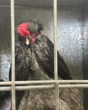 Annabel Crabb Instagram - Some absolute BELTERS in the chicken department at @sydneyroyal_eastershow today. A thorough pleasure to review, including some truly EXCELLENT breeder names. Shoutout to Beverley Bird and Akers Flock. And for my son who has been chased by ducks in parks a number of times, the duck breeder Chase Parkes was especially apposite. Congratulations to all category winners.