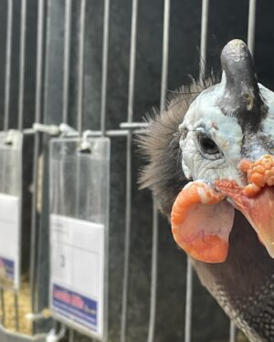 Annabel Crabb Instagram - Some absolute BELTERS in the chicken department at @sydneyroyal_eastershow today. A thorough pleasure to review, including some truly EXCELLENT breeder names. Shoutout to Beverley Bird and Akers Flock. And for my son who has been chased by ducks in parks a number of times, the duck breeder Chase Parkes was especially apposite. Congratulations to all category winners.