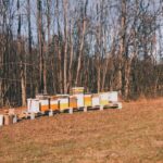 Annalise Basso Instagram - You best BEElieve, I love bees. And puns. Comments featuring bee inspired puns are acceptable and encouraged 🐝📸@alexandriabasso