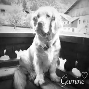 Anne Caillon Instagram - J’ai eu un gentil chien qui s’appelait Gamine.

Koffi m’a dit "vas-y, fais lui plein de câlins, 
c’est pas pour l’éduquer que tu as pris un chien.
C’est pour qu’il t’éduque, toi, à prendre soin de lui. 
Tu verras qu’il t’aimera jusqu’au bout de sa vie."

Tous tes pipis de joie, ta jolie queue  qui danse,
mes chaussons en cadeau quand tu me retrouvais, 
ta tête posée entre mes deux genoux, comme si tu voulais bien pardonner mon absence,
Étaient comme des mots, des mots d’amour fou.

Merci Gamine. Merci. Tu as comblé nos vies.

#clumberspaniel #doglovers #merci 

@koffidogs @alphadogshouse @hadrienmollard 

Et merci merci @anne.caillon_actu