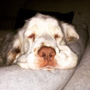Anne Caillon Instagram - Miss mon troisième amour ☺️ #ilovemyjob mais #imissmyfamily aussi ❤️ @dna_tf1 #clumberspanielsofinstagram #clumberspaniel #dogslife #dogsofinstagram