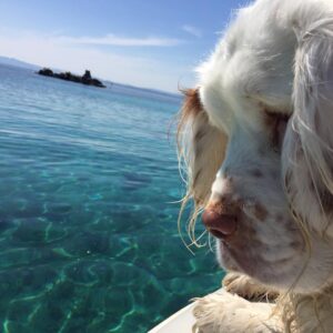 Anne Caillon Instagram - Happy chien, pas poubelle la vie #clumberspaniel #alphadogshouse #bonifacio #doglovers #dogstagram