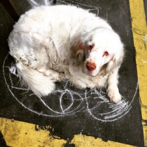 Anne Caillon Instagram - Dogs love CRAIE#craieparis #dogsinparis #clumberspaniel @vsparis02 @jeromeschabanel