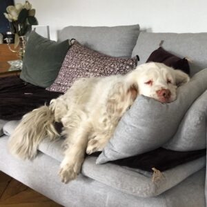 Anne Caillon Instagram - Day off #alphadogshouse #doglovers #clumberspaniel #dogsinparis #dogsofinstagram #doglife