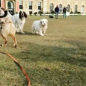 Anne Caillon Instagram - Fluffy Gamine 🥰
#clumberspaniel #dogs #clumberspanielsofinstagram #dogsofinstagram