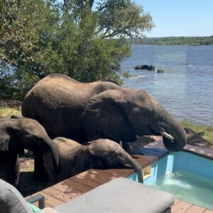 Anne Hjernøe Instagram - En buffet af elefanter🐘 Især @mathiasklok og @egon_rix havde så mange på terrassen at de måtte have hjælp til at komme ud og forbi dem❤️🐘🐘🐘 #anneoganders #anneogandersiafrika #afrika #zimbabwe #elefant #elefanter