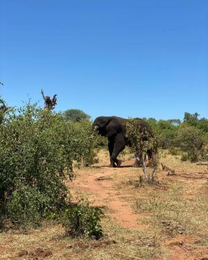 Anne Hjernøe Instagram - En buffet af elefanter🐘 Især @mathiasklok og @egon_rix havde så mange på terrassen at de måtte have hjælp til at komme ud og forbi dem❤️🐘🐘🐘 #anneoganders #anneogandersiafrika #afrika #zimbabwe #elefant #elefanter