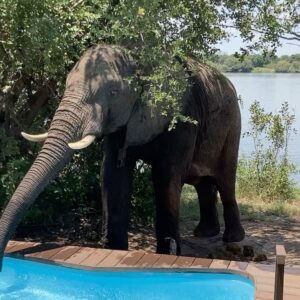 Anne Hjernøe Instagram - En buffet af elefanter🐘 Især @mathiasklok og @egon_rix havde så mange på terrassen at de måtte have hjælp til at komme ud og forbi dem❤️🐘🐘🐘 #anneoganders #anneogandersiafrika #afrika #zimbabwe #elefant #elefanter