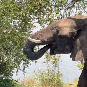 Anne Hjernøe Instagram - En buffet af elefanter🐘 Især @mathiasklok og @egon_rix havde så mange på terrassen at de måtte have hjælp til at komme ud og forbi dem❤️🐘🐘🐘 #anneoganders #anneogandersiafrika #afrika #zimbabwe #elefant #elefanter