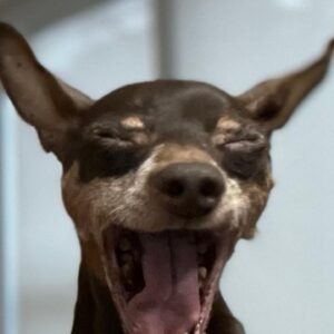 Anne-Krystel Goyer Instagram - He’s my joy 😁😆🐕
