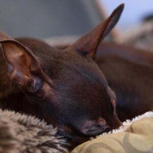 Anne-Krystel Goyer Instagram - Honnêtement je ne savais même pas qu’il y avait une journée internationale pour les chiens 🐕 

Je vous présente Magic, pour ceux qui ne le connaissent pas! 

Il a eu 10ans en mars, je l’aime de tout mon coeur. Pour moi, il est parfait. C’est réellement mon bébé 👶 

Quand je voulais adopter un chien, je voulais un pinscher. Je me suis donc rendu chez un éleveur et lorsque j’y suis arrivé il est venu vers moi, naturellement. C’est lui qui m’a choisi! J’avais besoin de magie dans ma vie à ce moment et je l’ai donc nommé Magic. 

Depuis déjà 10ans, nous nous apportons mutuellement de l’amour inconditionnel.

Je ne croyais pas aimer autant un animal et pourtant… C’est lui qui me fait sourire à chaque fois que je rentre à la maison et c’est un bonheur à tous coups! 

Il est charmant et attachant! Même les gens qui n’aiment pas les chiens aiment Magic! Il a sa petite oreille gauche qui tombe, lui donnant un air niaiseux mais en vrai il est super intelligent! C’est un acteur hors pair surtout lorsque je mange ce qu’il aime… Il joue la carte de la pitié très facilement pour obtenir des bouts de fromage. 

Je suis dans la gratitude de connaître et de côtoyer cette boule d’amour chaque jour de ma vie!