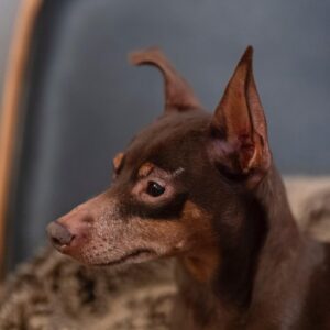Anne-Krystel Goyer Instagram - Honnêtement je ne savais même pas qu’il y avait une journée internationale pour les chiens 🐕 

Je vous présente Magic, pour ceux qui ne le connaissent pas! 

Il a eu 10ans en mars, je l’aime de tout mon coeur. Pour moi, il est parfait. C’est réellement mon bébé 👶 

Quand je voulais adopter un chien, je voulais un pinscher. Je me suis donc rendu chez un éleveur et lorsque j’y suis arrivé il est venu vers moi, naturellement. C’est lui qui m’a choisi! J’avais besoin de magie dans ma vie à ce moment et je l’ai donc nommé Magic. 

Depuis déjà 10ans, nous nous apportons mutuellement de l’amour inconditionnel.

Je ne croyais pas aimer autant un animal et pourtant… C’est lui qui me fait sourire à chaque fois que je rentre à la maison et c’est un bonheur à tous coups! 

Il est charmant et attachant! Même les gens qui n’aiment pas les chiens aiment Magic! Il a sa petite oreille gauche qui tombe, lui donnant un air niaiseux mais en vrai il est super intelligent! C’est un acteur hors pair surtout lorsque je mange ce qu’il aime… Il joue la carte de la pitié très facilement pour obtenir des bouts de fromage. 

Je suis dans la gratitude de connaître et de côtoyer cette boule d’amour chaque jour de ma vie!