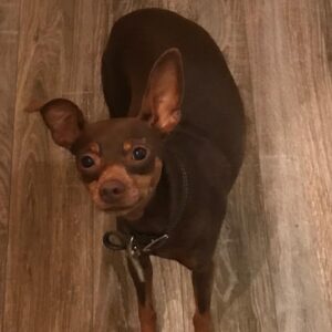 Anne-Krystel Goyer Instagram - Honnêtement je ne savais même pas qu’il y avait une journée internationale pour les chiens 🐕 

Je vous présente Magic, pour ceux qui ne le connaissent pas! 

Il a eu 10ans en mars, je l’aime de tout mon coeur. Pour moi, il est parfait. C’est réellement mon bébé 👶 

Quand je voulais adopter un chien, je voulais un pinscher. Je me suis donc rendu chez un éleveur et lorsque j’y suis arrivé il est venu vers moi, naturellement. C’est lui qui m’a choisi! J’avais besoin de magie dans ma vie à ce moment et je l’ai donc nommé Magic. 

Depuis déjà 10ans, nous nous apportons mutuellement de l’amour inconditionnel.

Je ne croyais pas aimer autant un animal et pourtant… C’est lui qui me fait sourire à chaque fois que je rentre à la maison et c’est un bonheur à tous coups! 

Il est charmant et attachant! Même les gens qui n’aiment pas les chiens aiment Magic! Il a sa petite oreille gauche qui tombe, lui donnant un air niaiseux mais en vrai il est super intelligent! C’est un acteur hors pair surtout lorsque je mange ce qu’il aime… Il joue la carte de la pitié très facilement pour obtenir des bouts de fromage. 

Je suis dans la gratitude de connaître et de côtoyer cette boule d’amour chaque jour de ma vie!