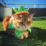 Antonia Thomas Instagram - Happy Halloween 🎃🐱
