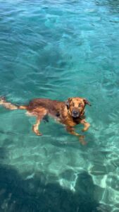 Antonija Blaće Instagram - AJKULA DRAKULA 🏄🏼‍♀️☀️🐕😍 Može proc pod koreografiju za sinkro 🧜🏻‍♀️? #dog #dogsofinstagram #summer #croatia #dogswimming #dogonthebeach