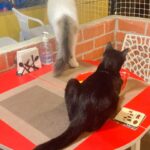 Anubha Sourya Sarangi Instagram - Stepping into @purred_at_charlie_thecatcafe - J P Nagar' was pure magic. Surrounded by furry cuties, their love and friendliness filled my heart with joy. Sending prayers for the amazing owners who rescue, care for, and vaccinate these precious souls. Their selflessness inspires me to find more kindness on my journey. Grateful for places like this that remind us of the power of compassion. #PURRedAtCharlies #CatCafeLove #KindnessMatters"