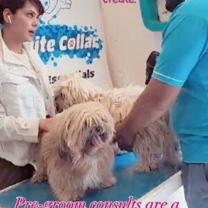 Anuja Sathe Instagram - When pet lovers like @anujasatheofficial and @sauraabhgokhaale drive all the way from Pune to get their beloved puppies Milo & Minion groomed by us, we are not only proud but our hearts are so full with gratitude and love♥️♥️♥️♥️♥️ #longdrive #drivebuddies #milo #minion #lhasa #lhasaapso #grooming #celeb #celebdog #celebpets #petlovers #petparents #petsagram #pets #petsofinstagram #dogsofinstagram #dogs #lhasasofinstagram #powercouple #celebcouples