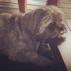 Archie Panjabi Instagram - Thank you Mr Q. #nationaldogday