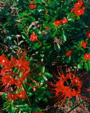 Ariel Yasmine Instagram - It’s the beginning of fall 🍁 I got here just in time to see the spider lilies in bloom 🕷❤️