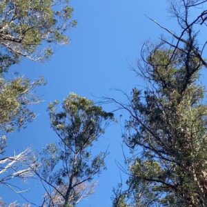 Arienne Mandi Instagram - Rooted in the ground, swaying with the wind