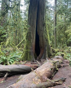 Arienne Mandi Instagram - Found my new favorite trees