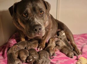 Ashley Hobbs Instagram - Puppies!! 
Born 12/21/23
.
#bullybreed 
#puppies