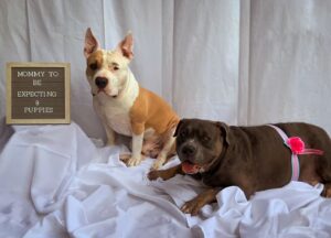 Ashley Hobbs Instagram - Puppies are coming! 
Due around Christmas 
#bullybreed 
#bullypuppies 
#christmastime